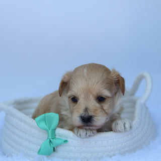 Herb - Available 10/7