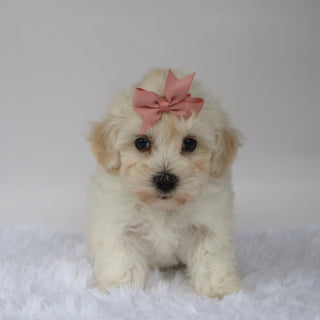 Minty - Available 10/7