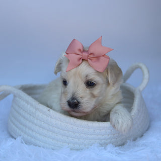 Minty - Available 10/7