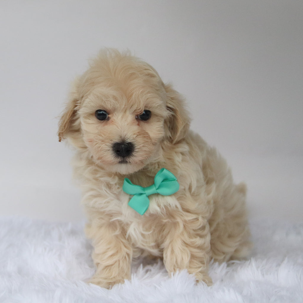 Choco - Available 10/7