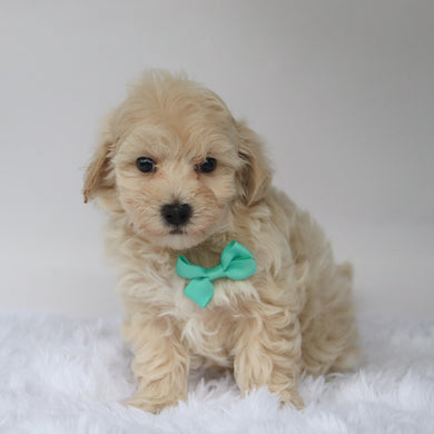 Choco - Available 10/7