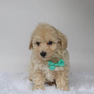 Choco - Available 10/7