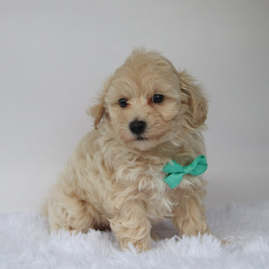 Choco - Available 10/7