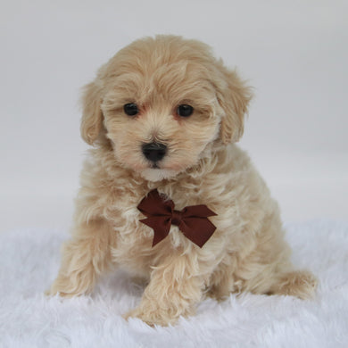 Freddy - Available 10/7