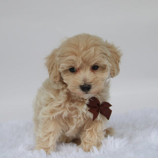 Freddy - Available 10/7
