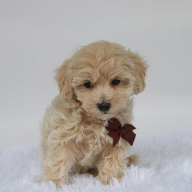 Freddy - Available 10/7