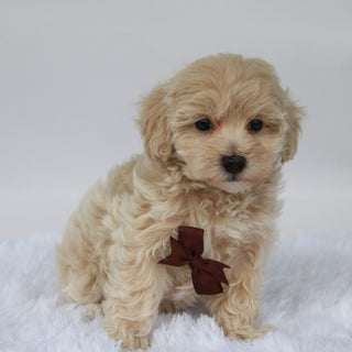 Freddy - Available 10/7