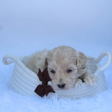 Freddy - Available 10/7