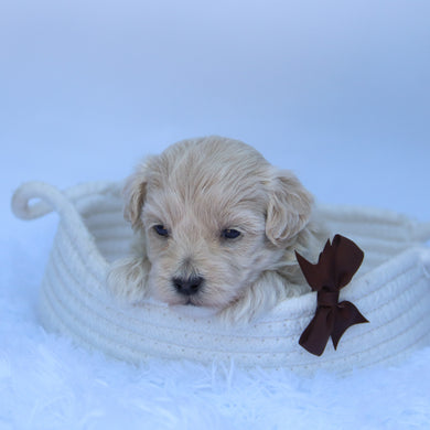 Freddy - Available 10/7