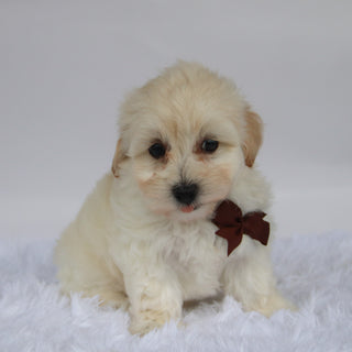 Saul - Available 10/7