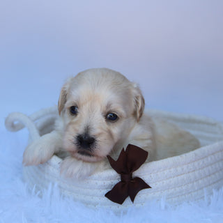 Saul - Available 10/7
