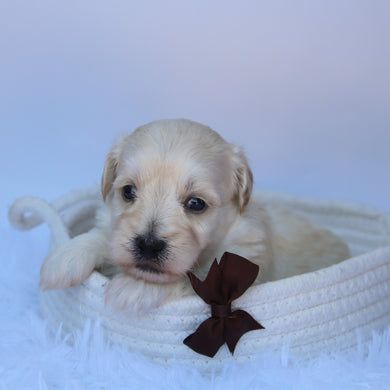 Saul - Available 10/7