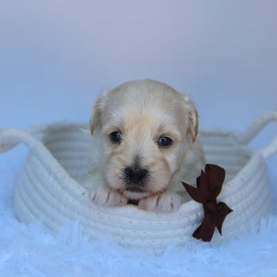 Saul - Available 10/7