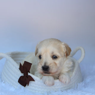 Saul - Available 10/7