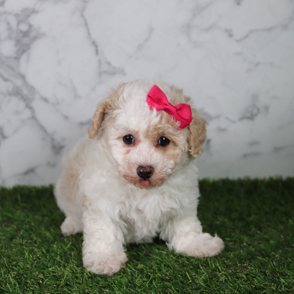 Oreo - Available 5/21