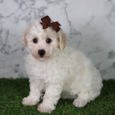 Hazel - Available 5/21