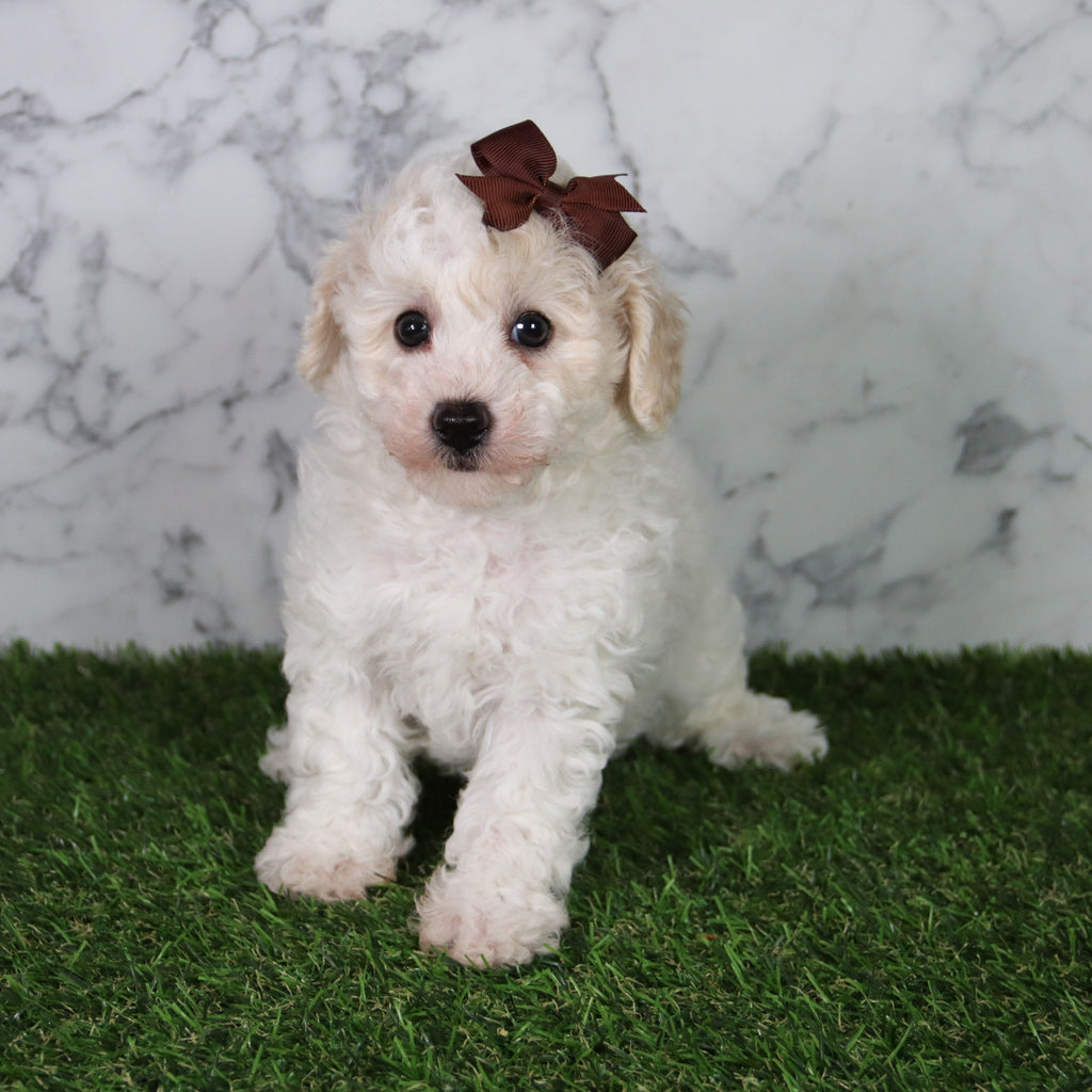 Hazel - Available Now