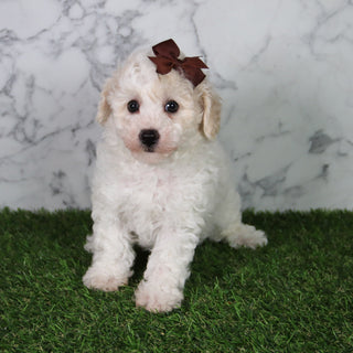 Hazel - Available Now