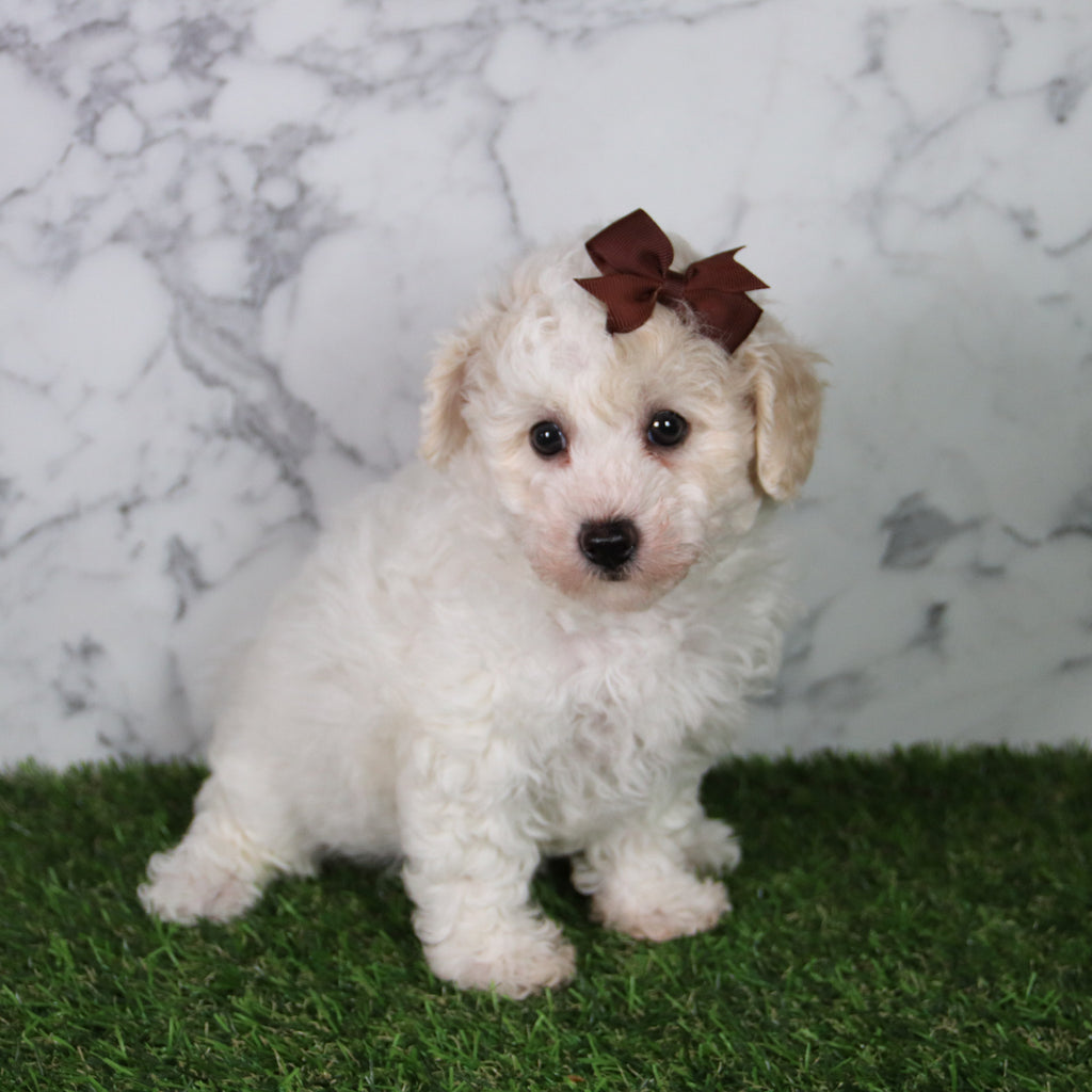 Hazel - Available Now