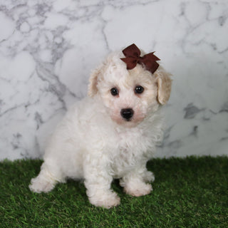 Hazel - Available Now