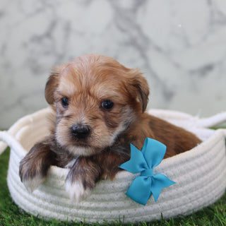 Dakota - Available 5/28