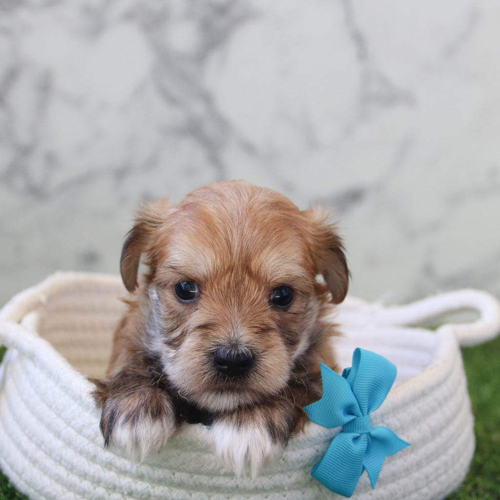 Dakota - Available 5/28