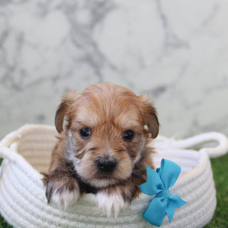 Dakota - Available 5/28