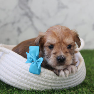 Dakota - Available 5/28