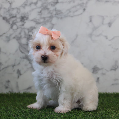 Samara - Available 5/6
