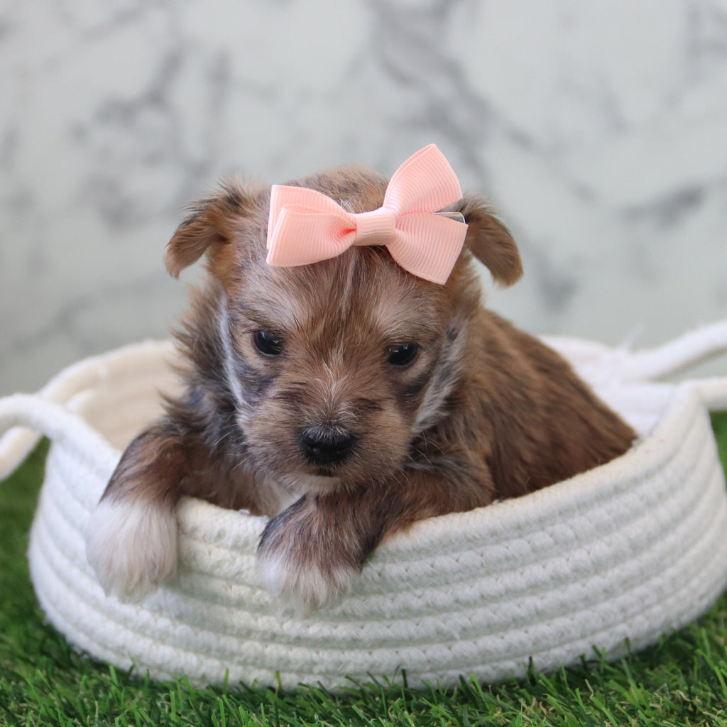 Elenor - Available 5/28