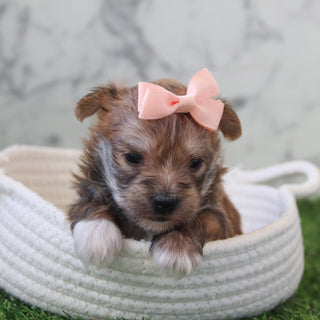 Elenor - Available 5/28