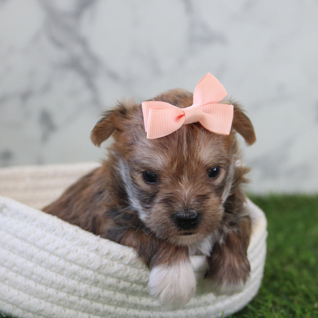 Elenor - Available 5/28