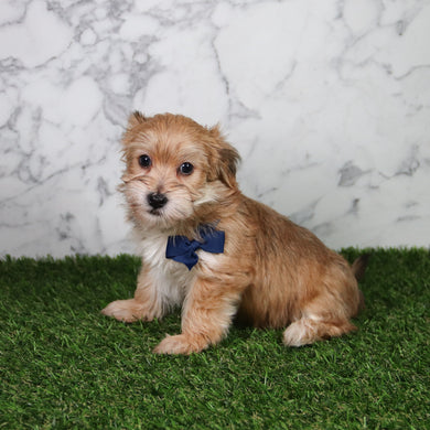 Pickles - Available 5/21