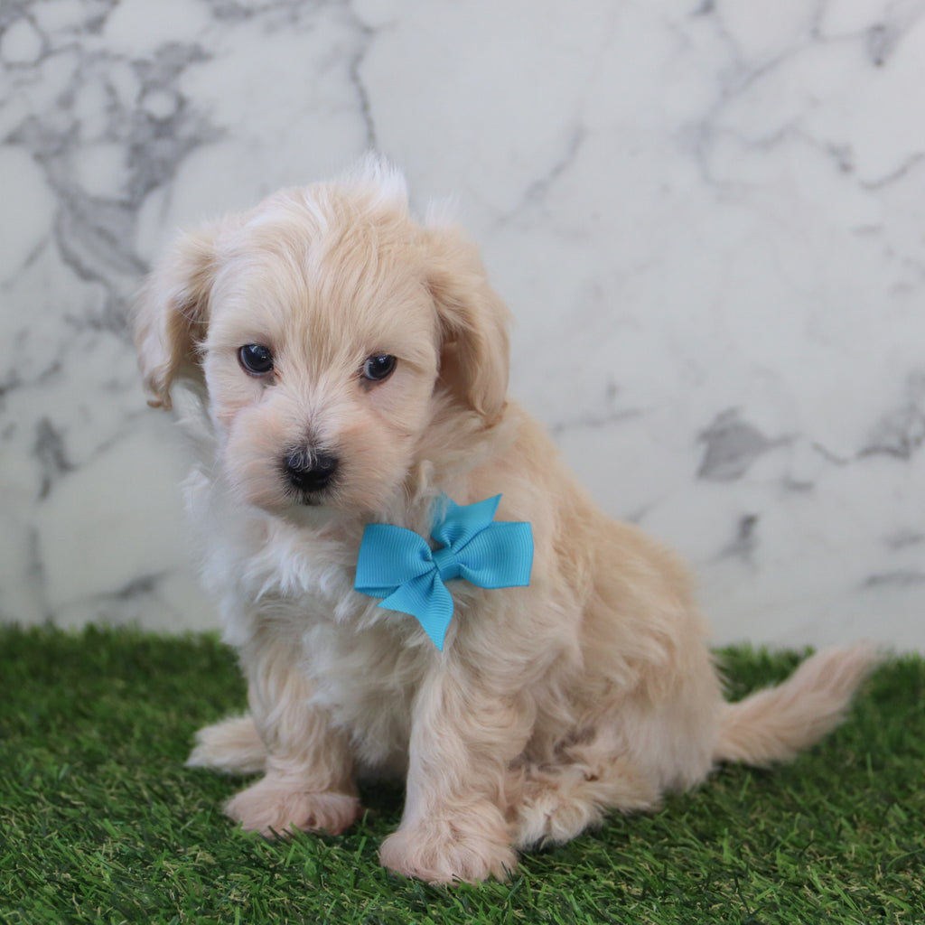 Kyland - Available 5/6