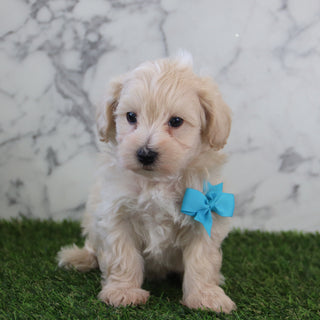 Kyland - Available 5/6