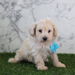 Kyland - Available 5/6
