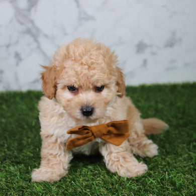 Copper *PRE-TRAINED* - Available Now