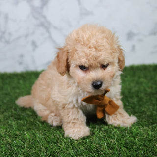Copper - Available 5/21
