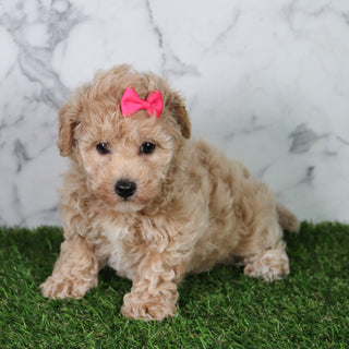 Mia - Available 5/21
