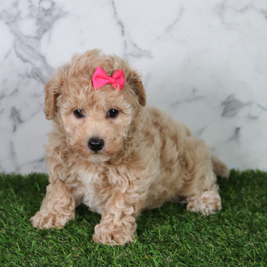Mia - Available 5/21