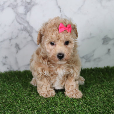 Mia - Available 5/21