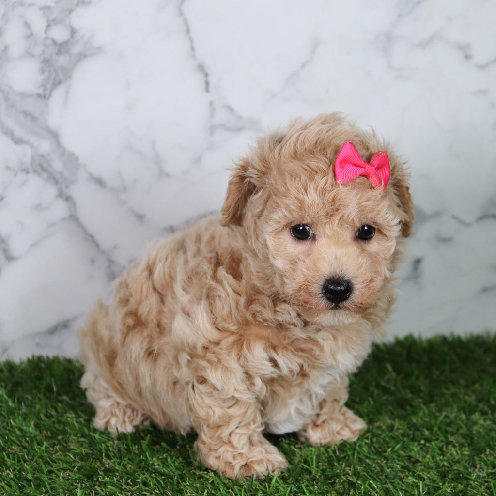 Mia - Available 5/21