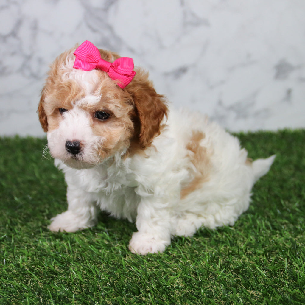 Skylar - Available 5/21