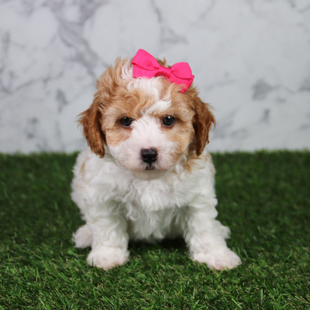 Skylar - Available 5/21