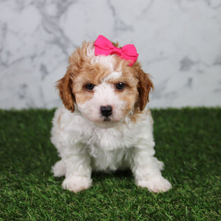 Skylar - Available 5/21