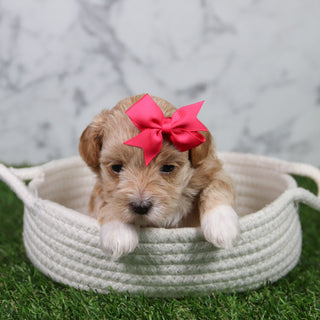 Tulip - Available 6/11
