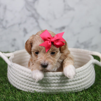 Tulip - Available 6/11