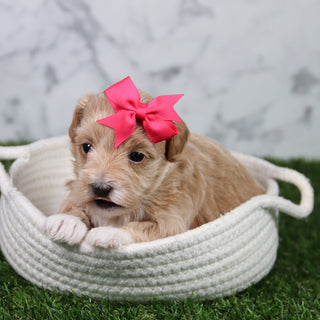 Tulip - Available 6/11