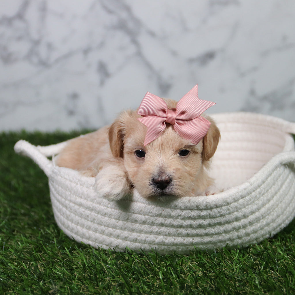 Elva - Available 6/11
