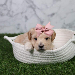 Elva - Available 6/11